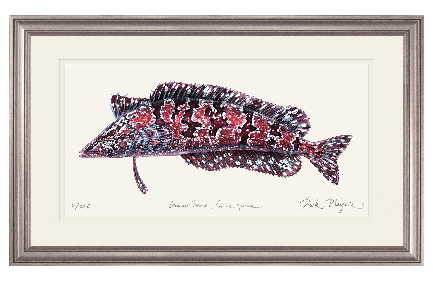 Giant Kelpfish Limited Edition Print