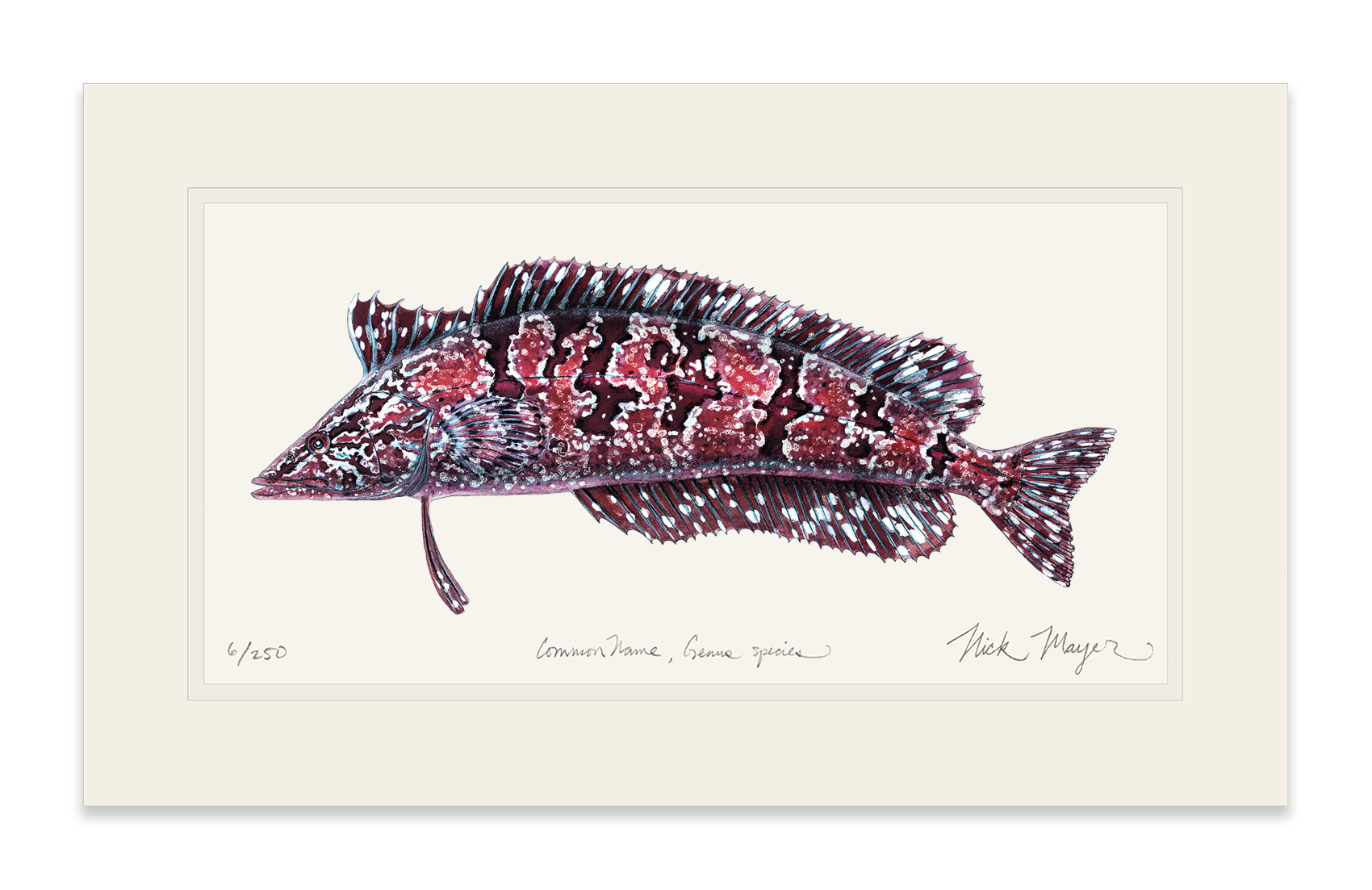 Giant Kelpfish Limited Edition Print