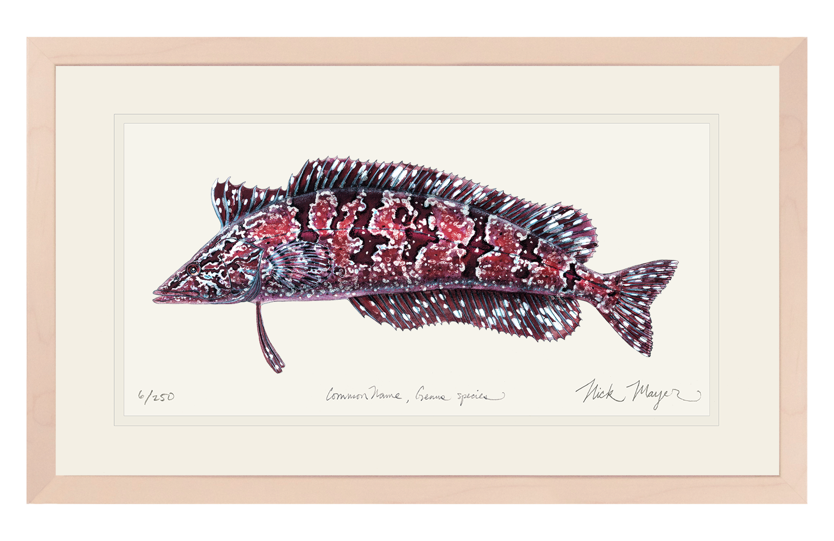 Giant Kelpfish Limited Edition Print