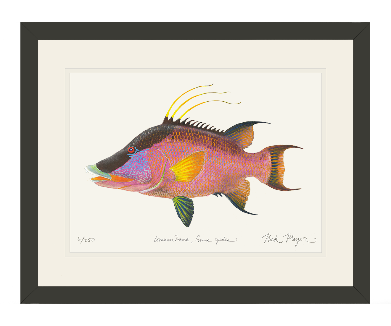 Hogfish Print
