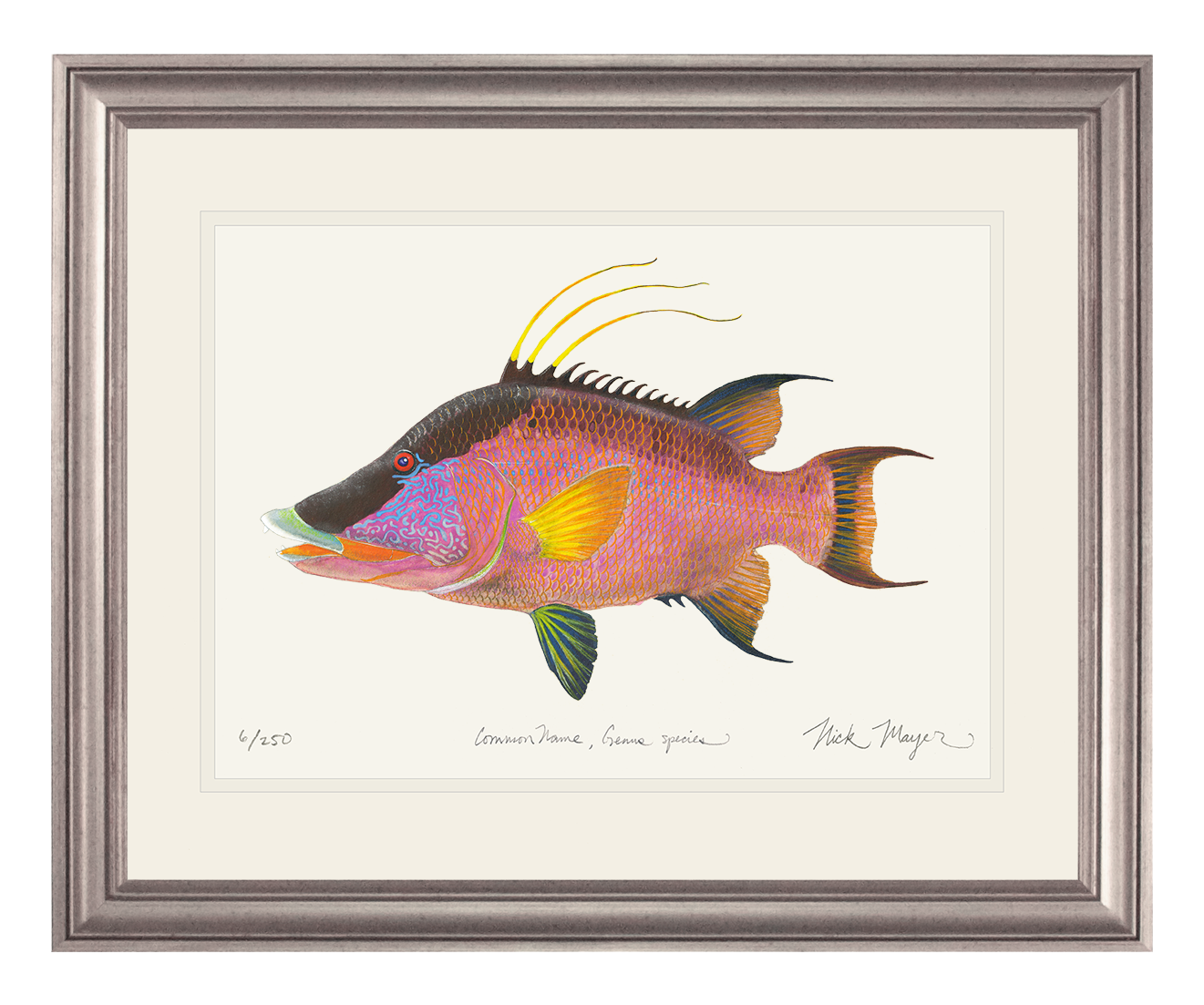 Hogfish Print
