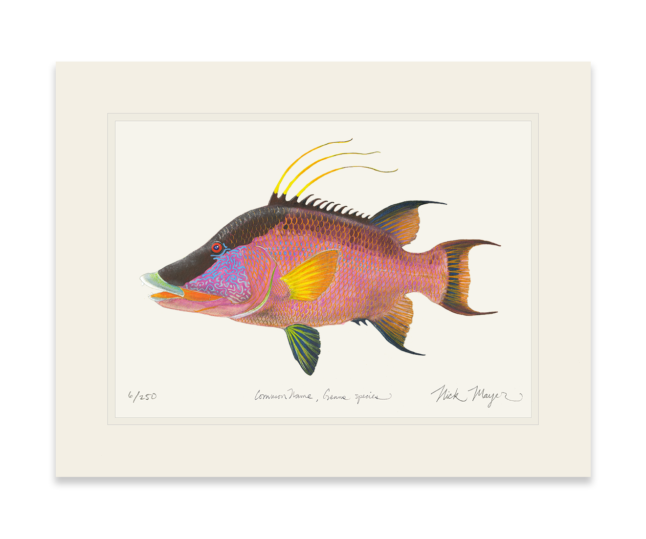 Hogfish Print