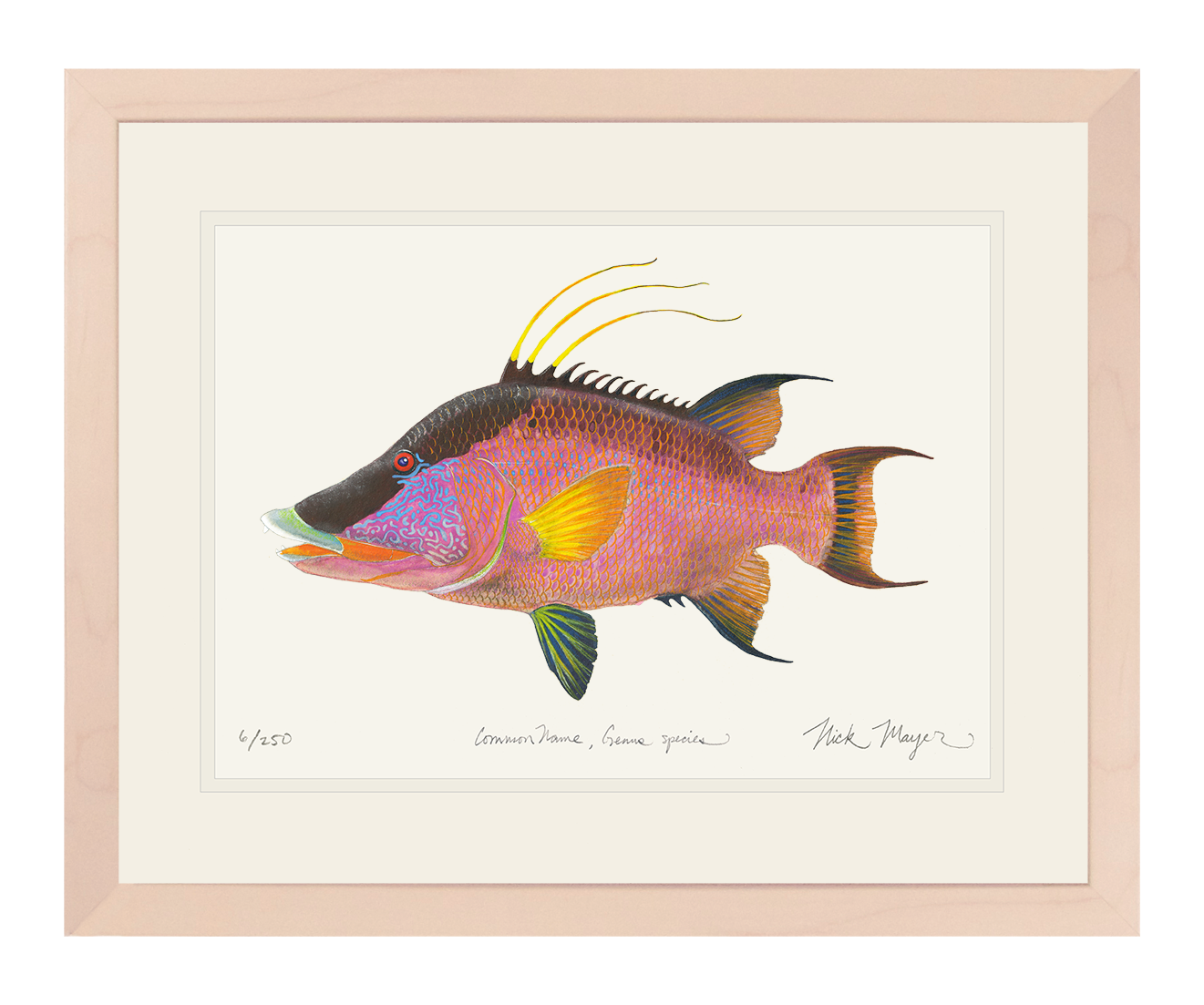 Hogfish Print