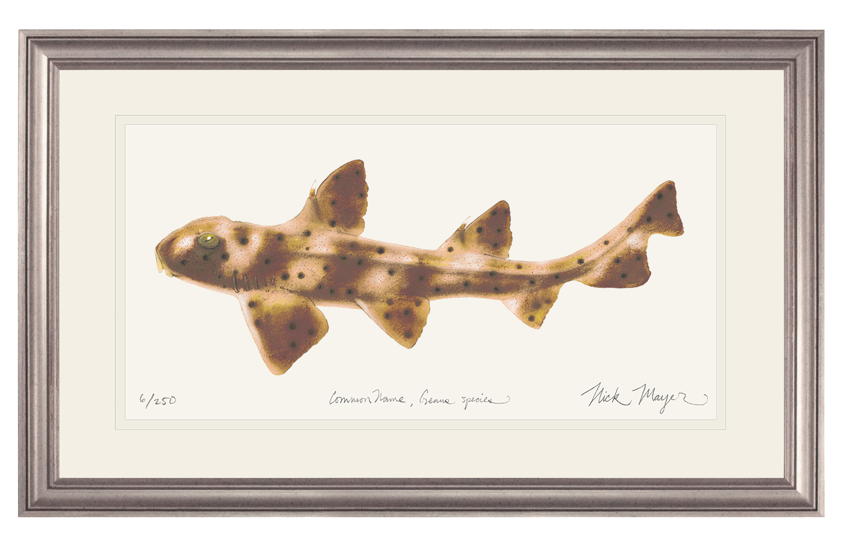Horn Shark Limited Edition Print