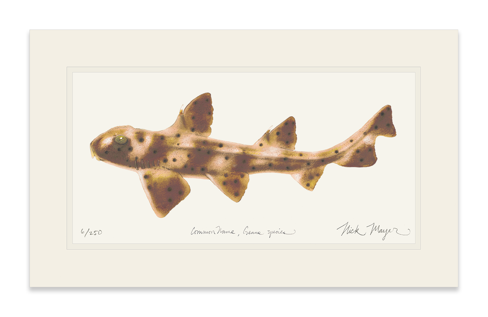 Horn Shark Limited Edition Print