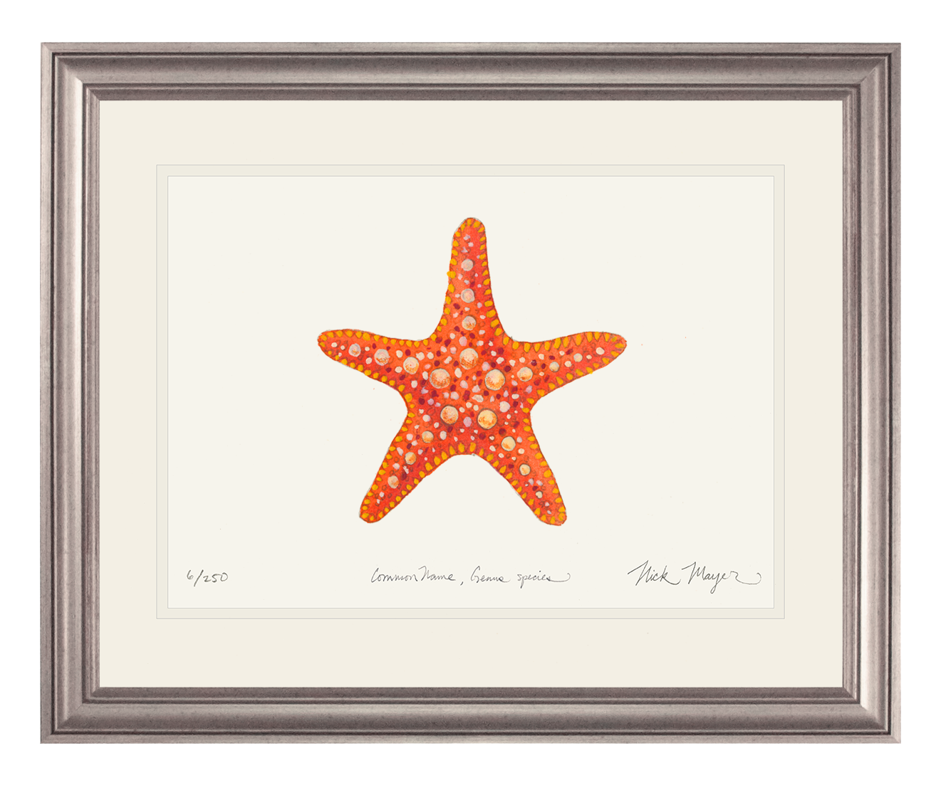 Horned Sea Star Limited Edition Print