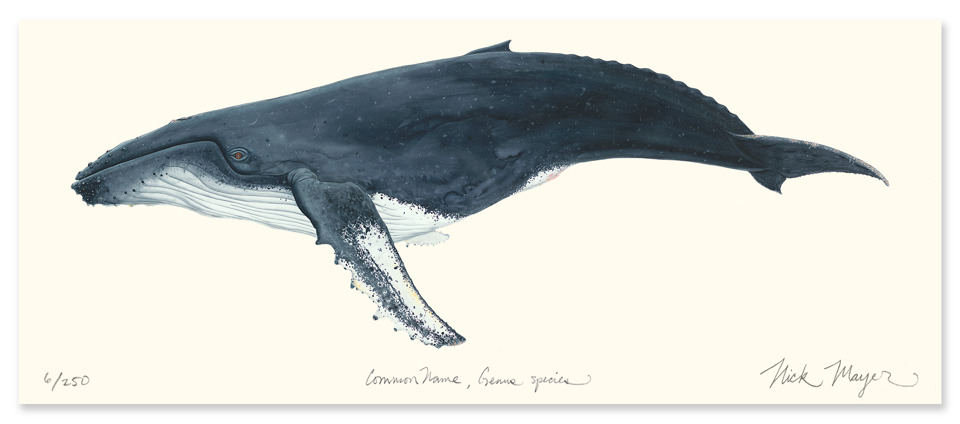 Humpback Whale Limited Edition Masterwork Canvas