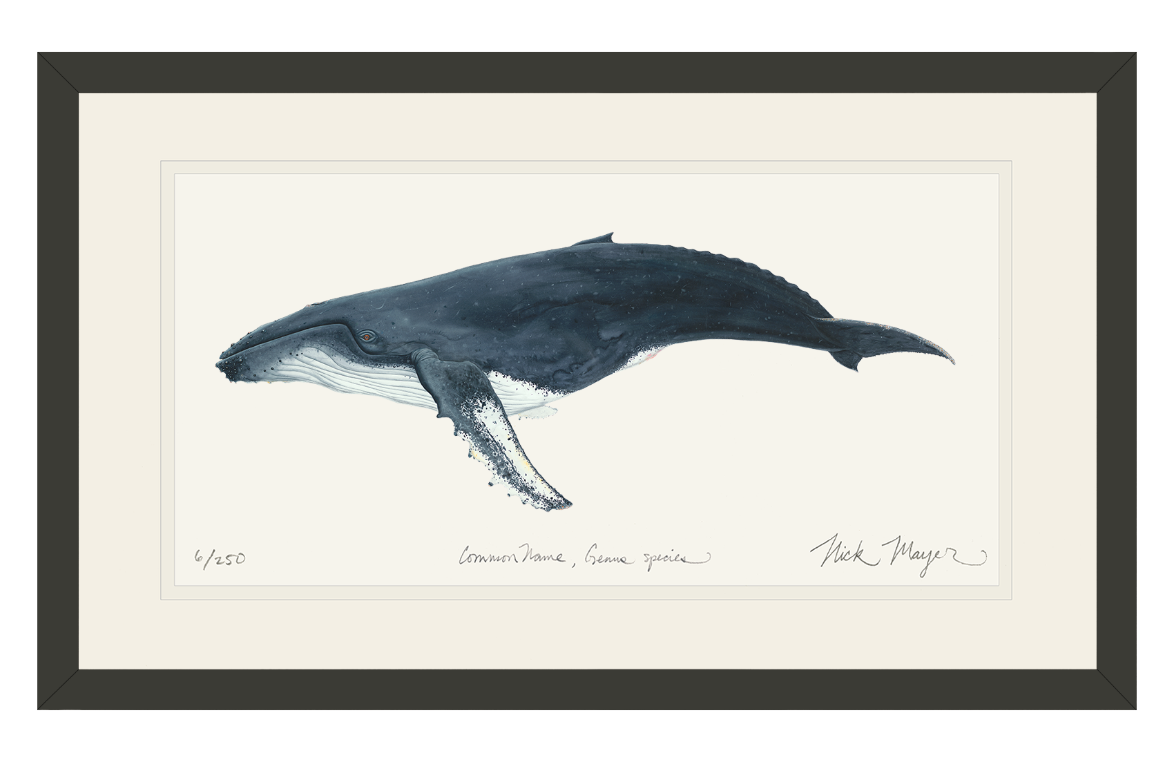 Humpback Whale Limited Edition Print