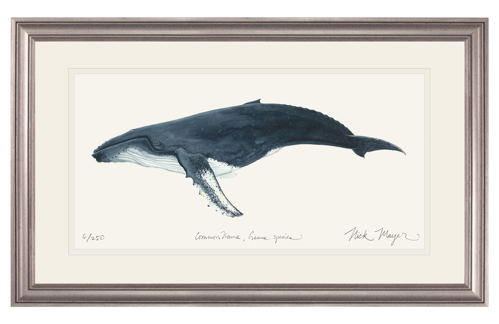 Humpback Whale Limited Edition Print