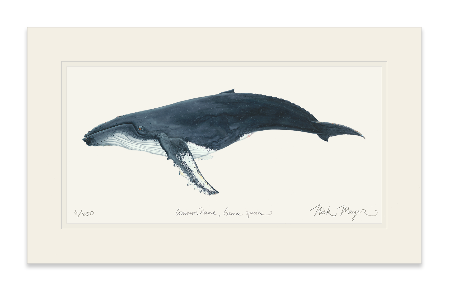 Humpback Whale Print