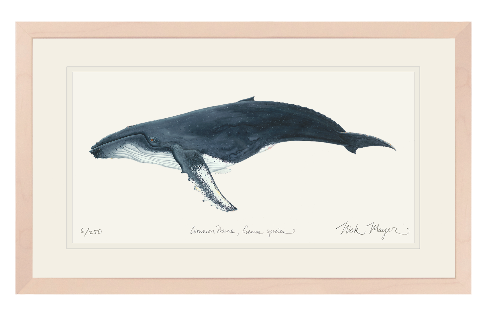 Humpback Whale Print