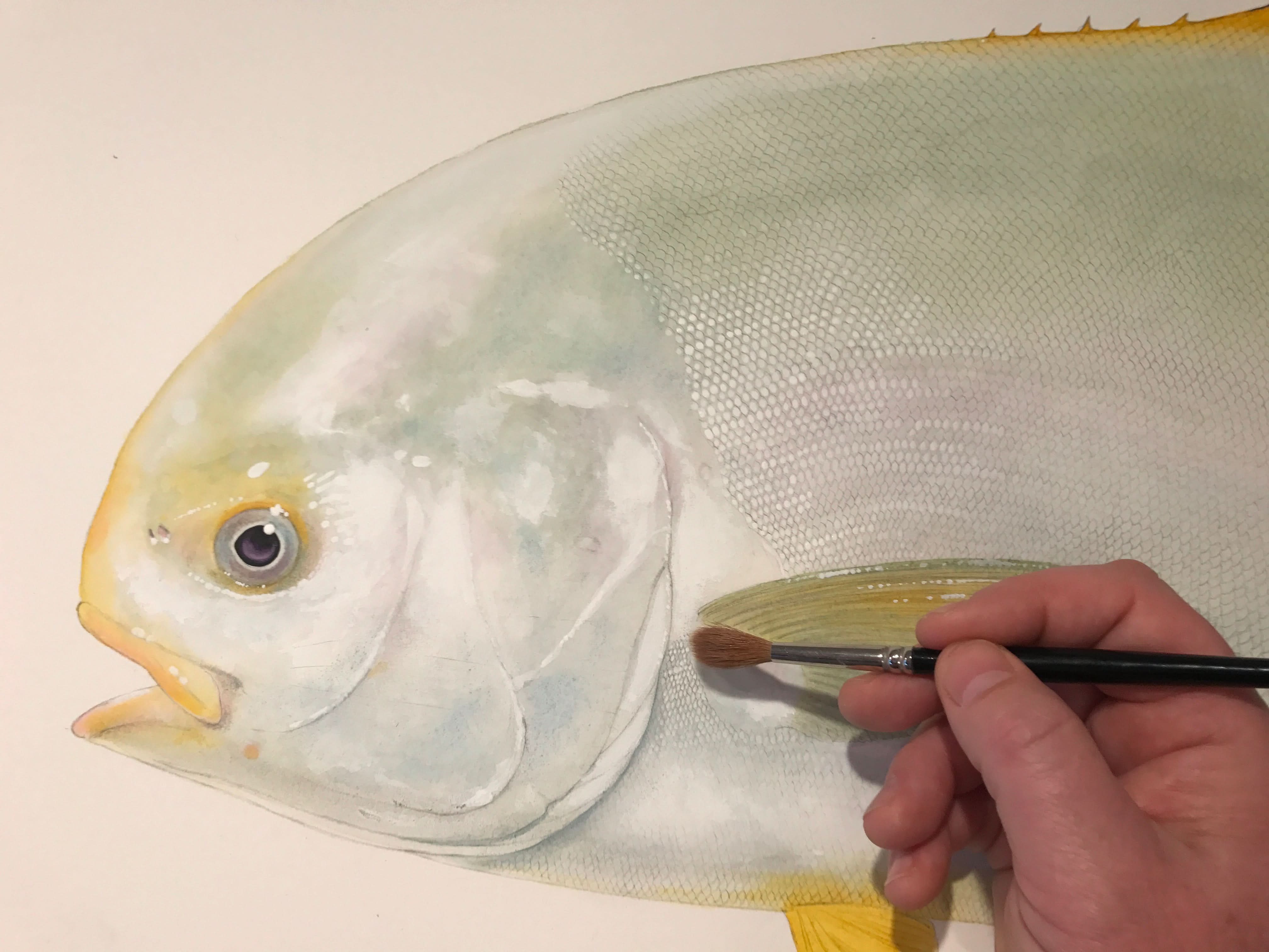 Indo Pacific Permit I Limited Edition Print