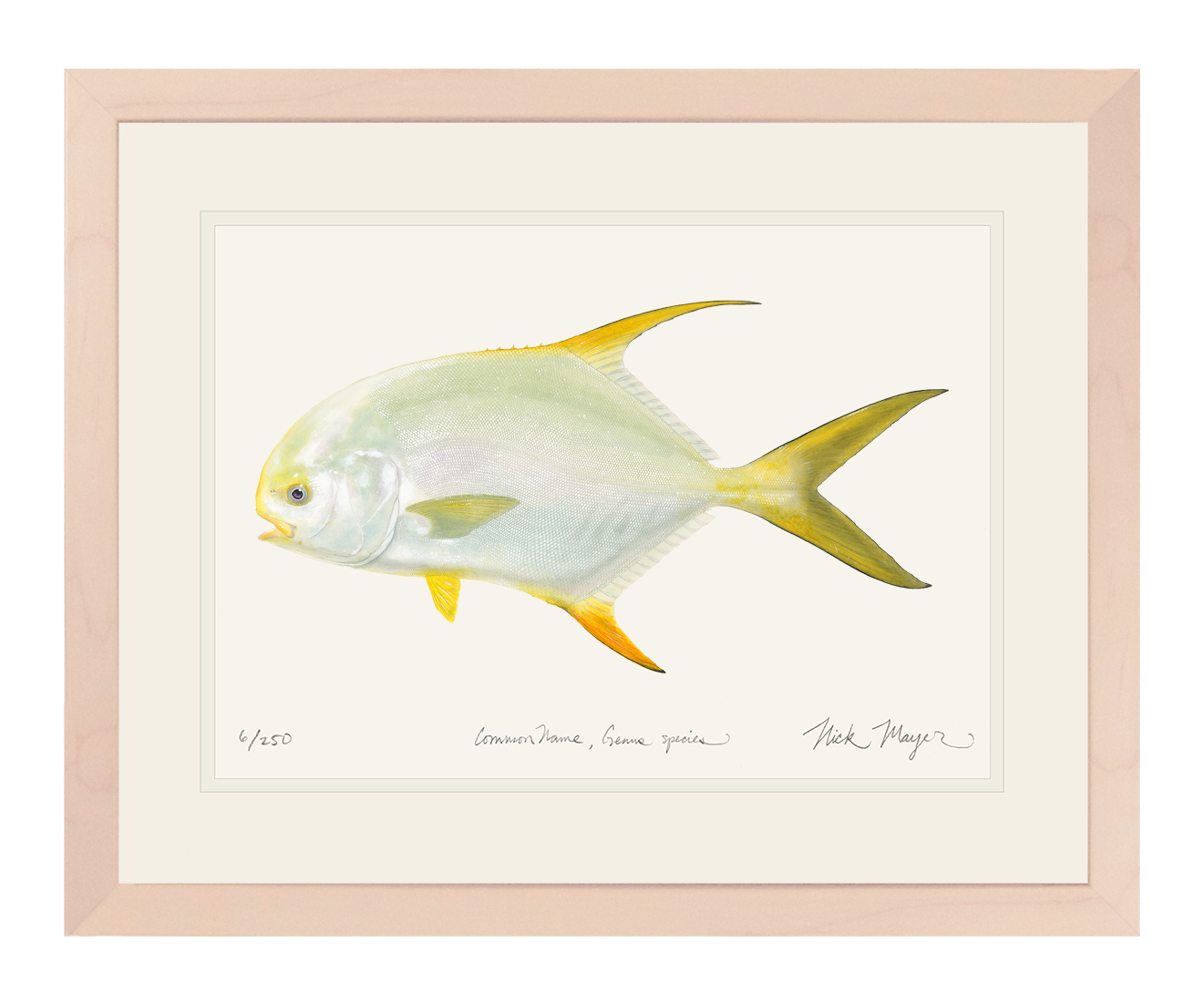 Indo Pacific Permit I Limited Edition Print