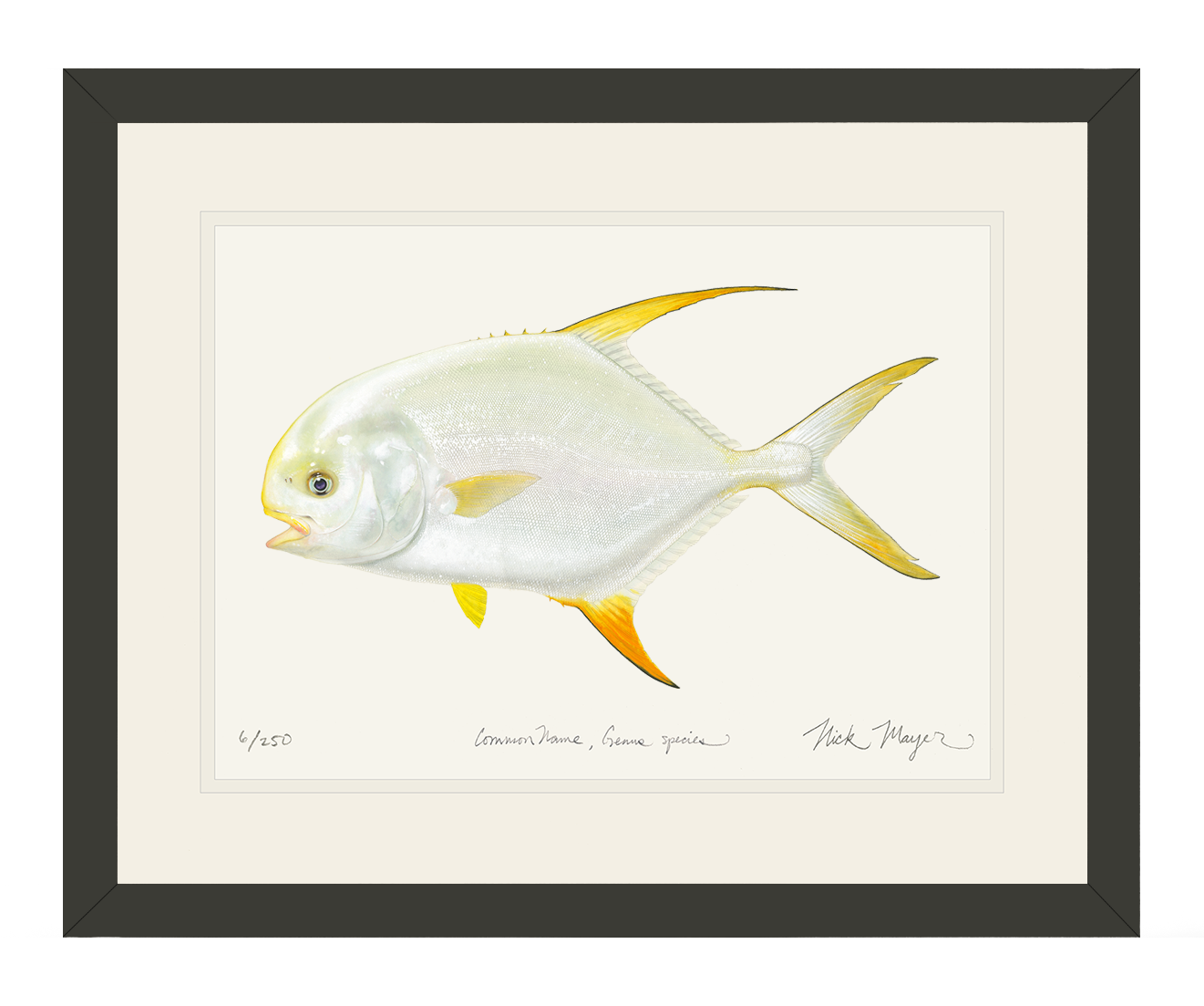 Indo Pacific Permit II Limited Edition Print