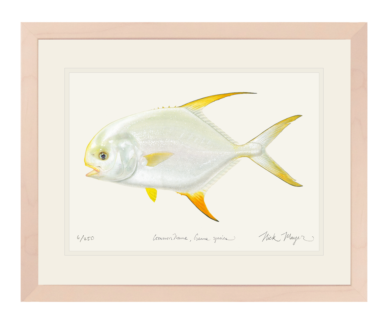 Indo Pacific Permit II Limited Edition Print