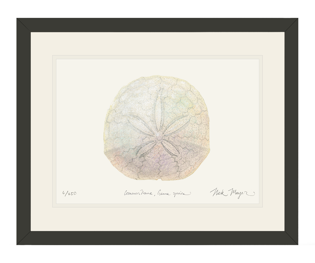 Ivory Sand Dollar II Print