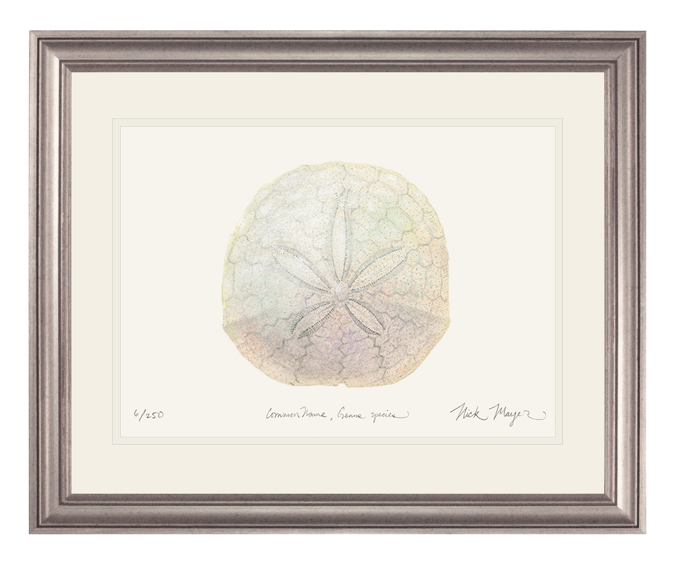Ivory Sand Dollar II Print