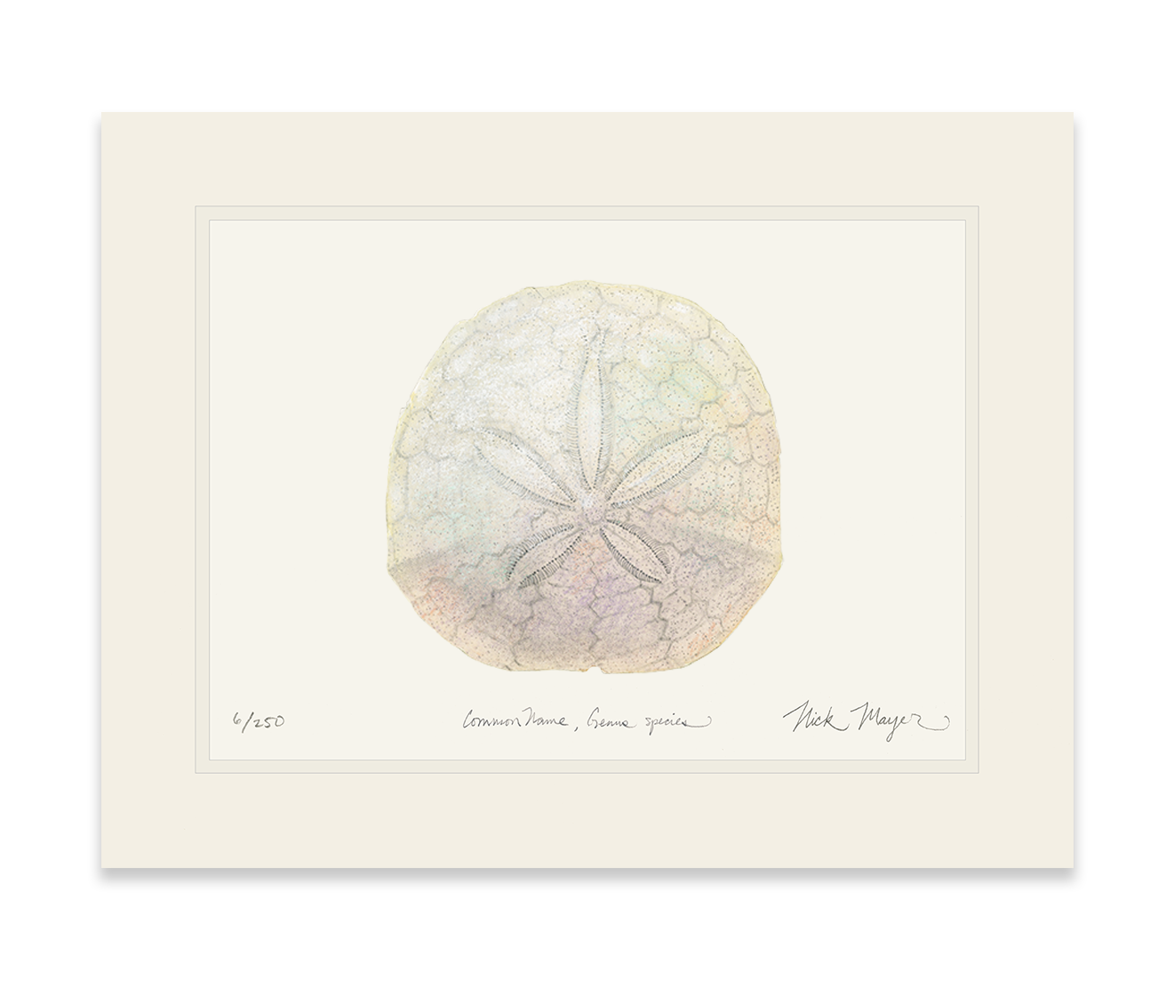 Ivory Sand Dollar II Print