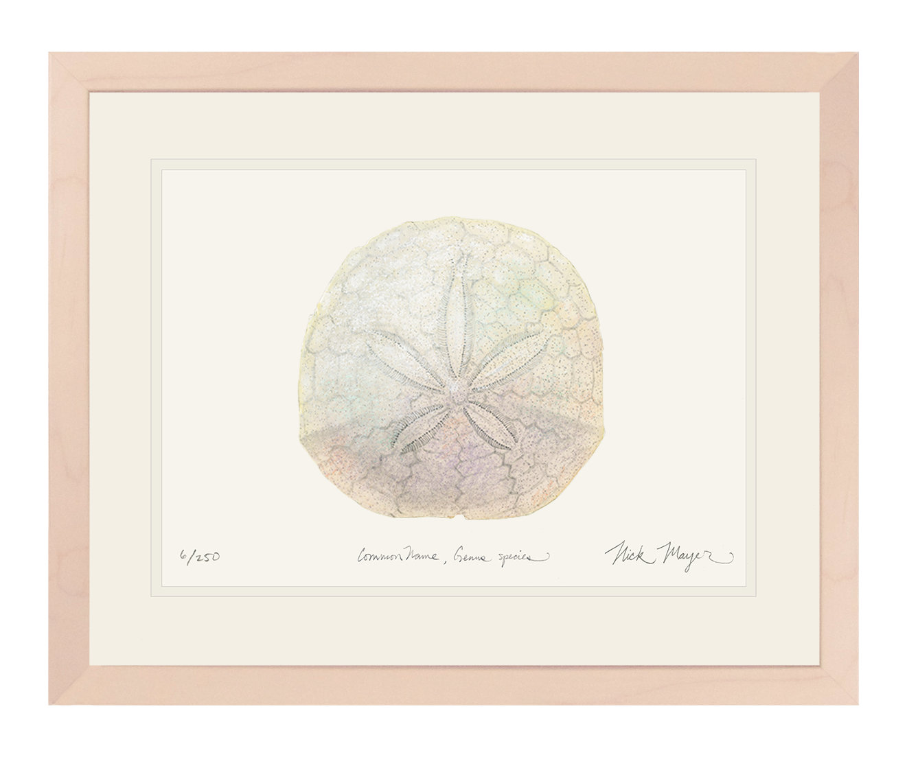 Ivory Sand Dollar II Print