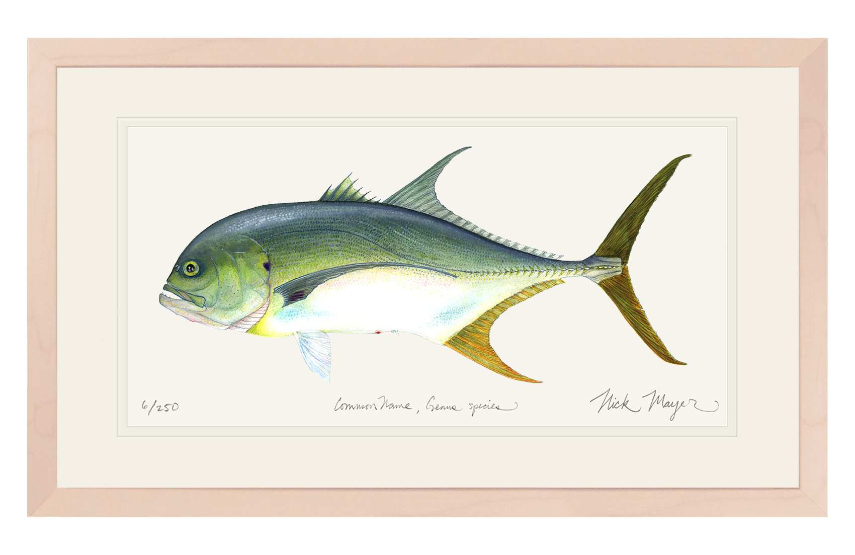 Jack Crevalle Limited Edition Print