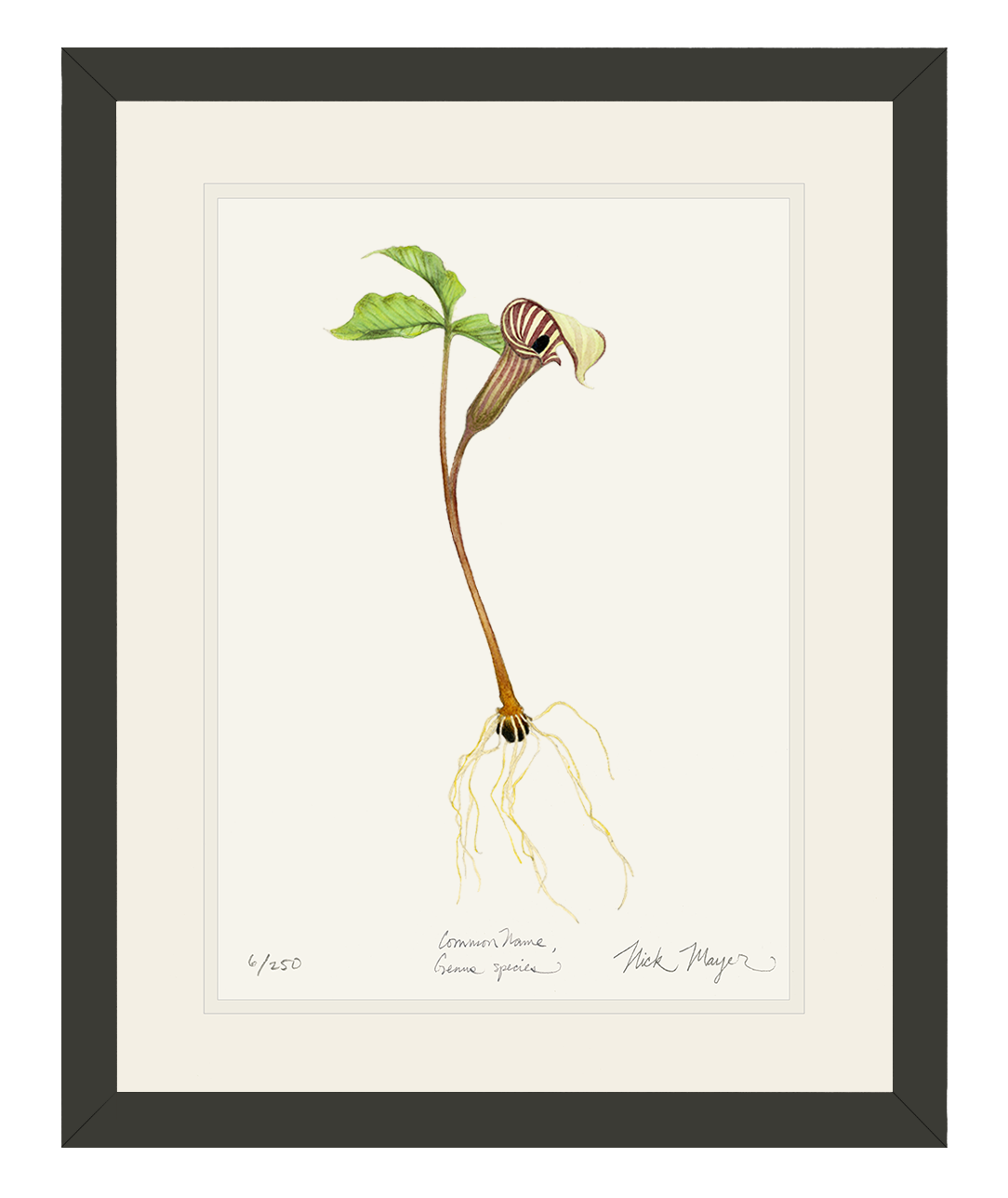 Jack in the Pulpit Wildflower Limited Edition Print