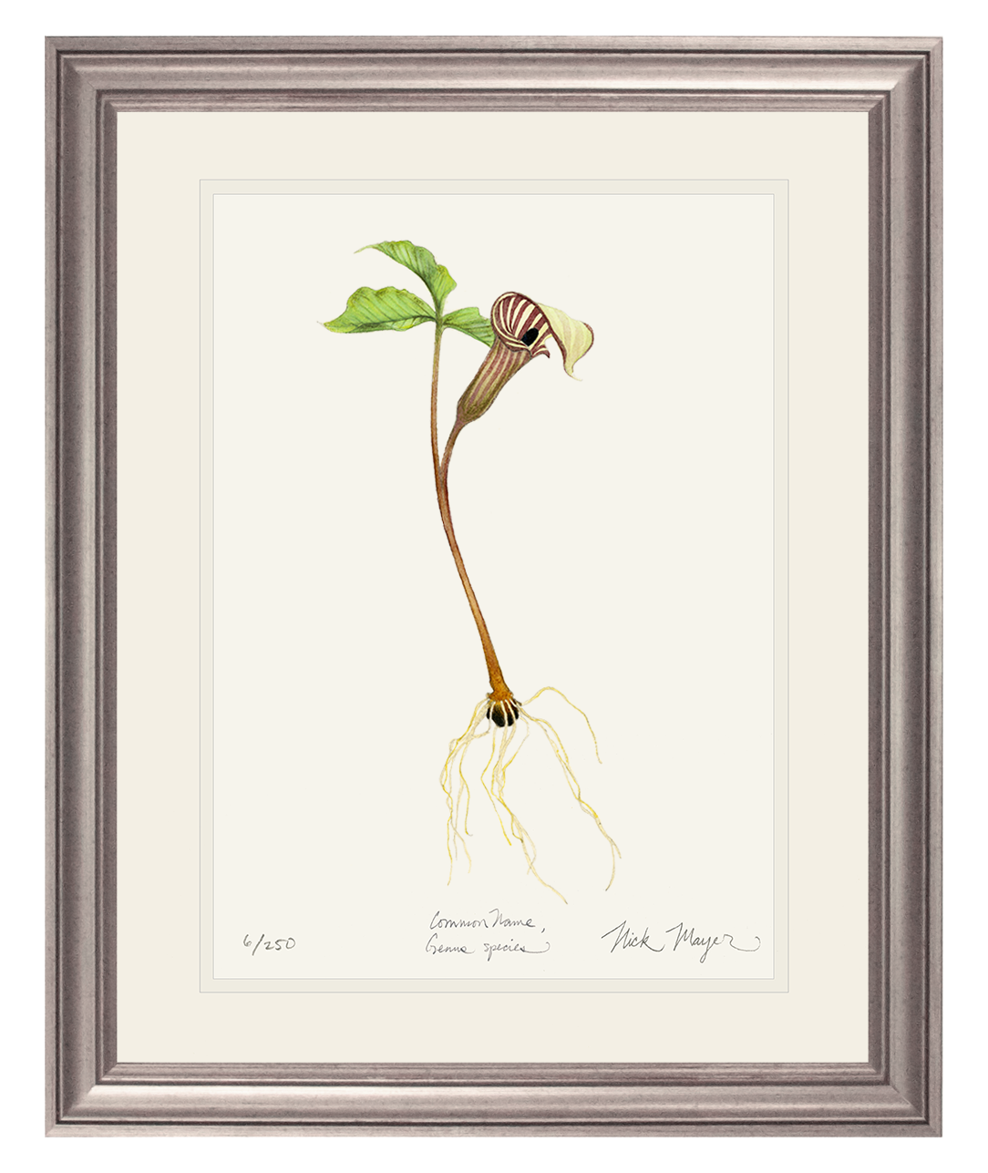 Jack in the Pulpit Wildflower Original Watercolor Painting