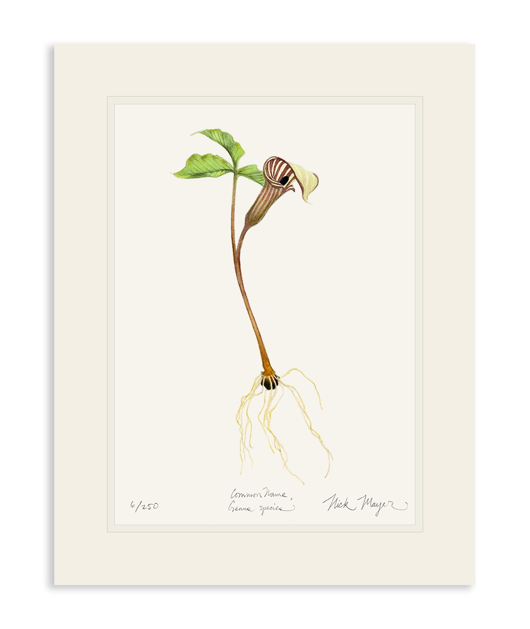 Jack in the Pulpit Wildflower Limited Edition Print