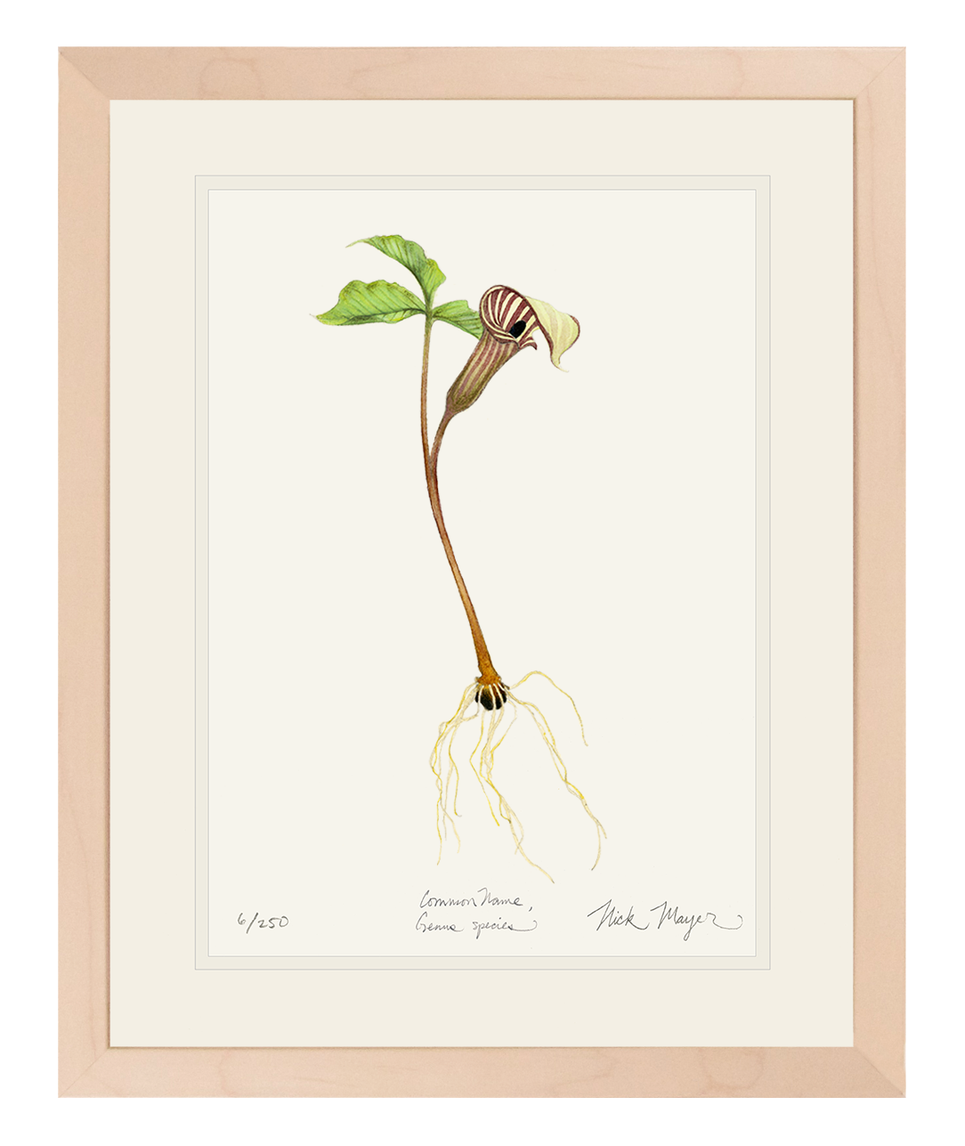 Jack in the Pulpit Wildflower Limited Edition Print