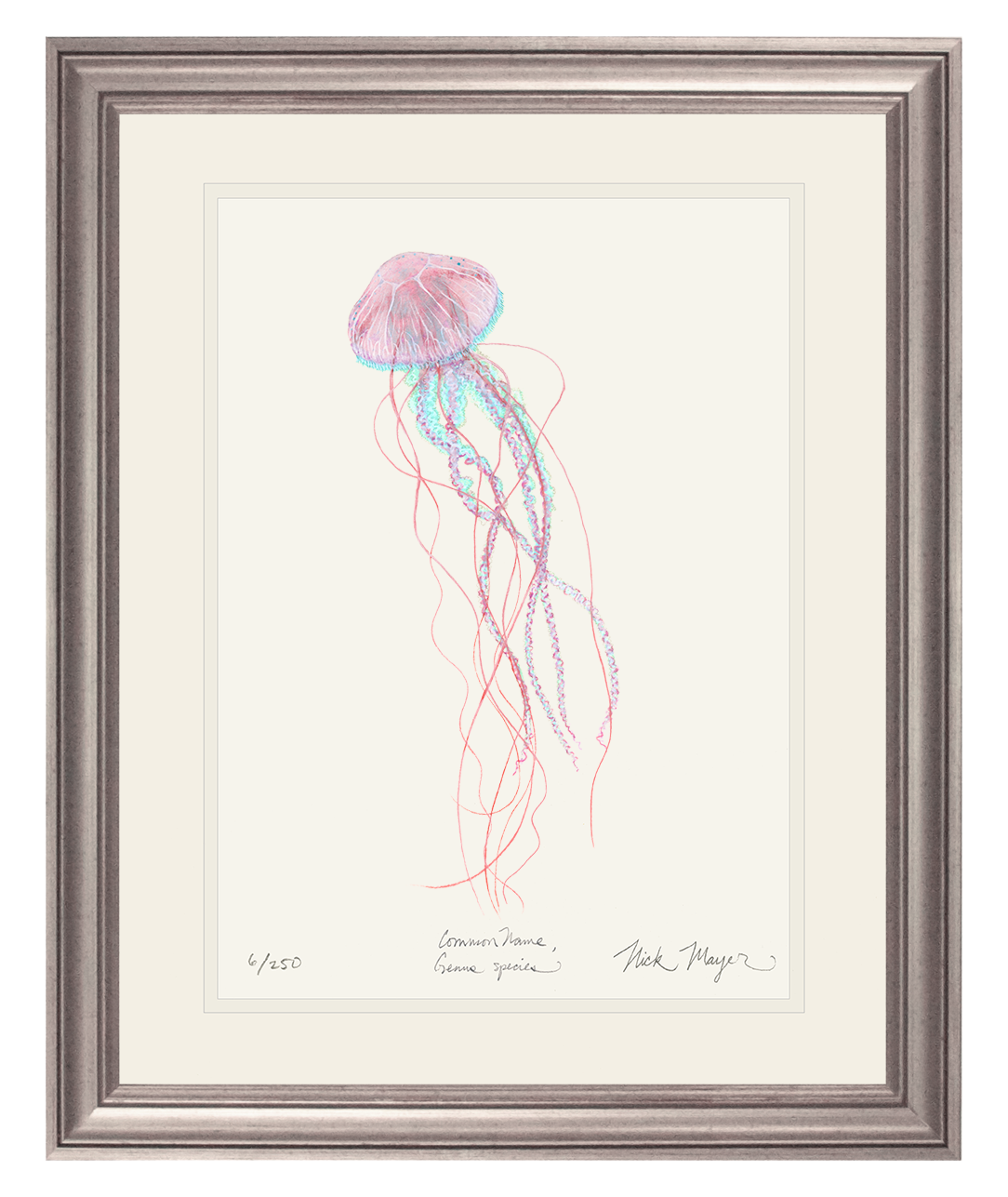 Pink Jellyfish Limited Edition Print