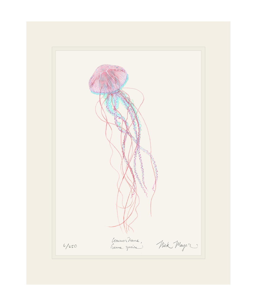 Pink Jellyfish Limited Edition Print