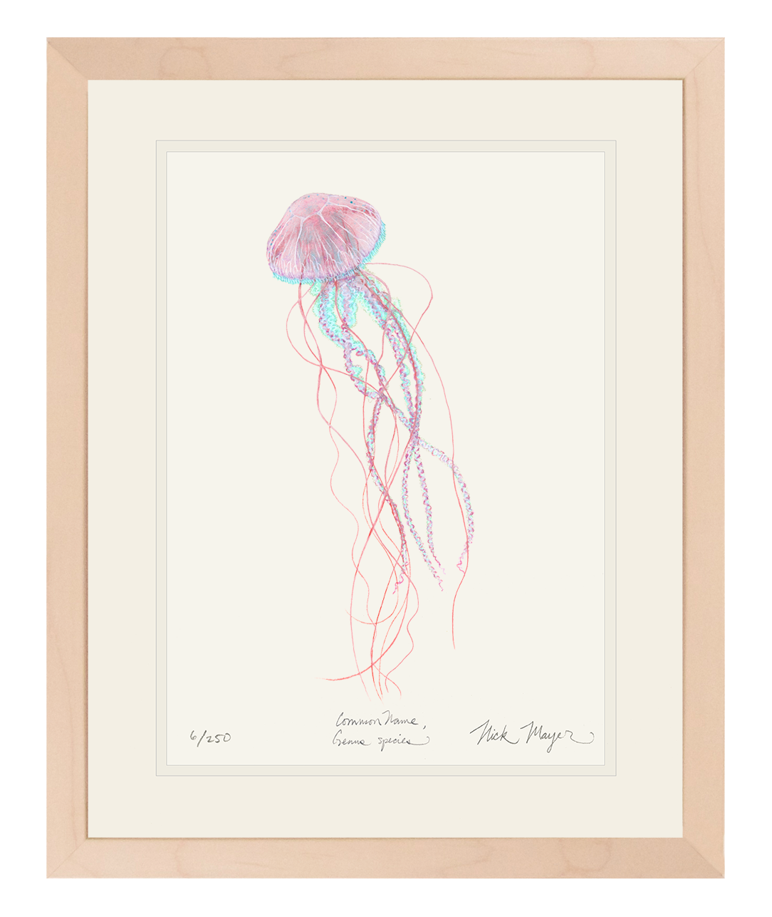 Pink Jellyfish Limited Edition Print
