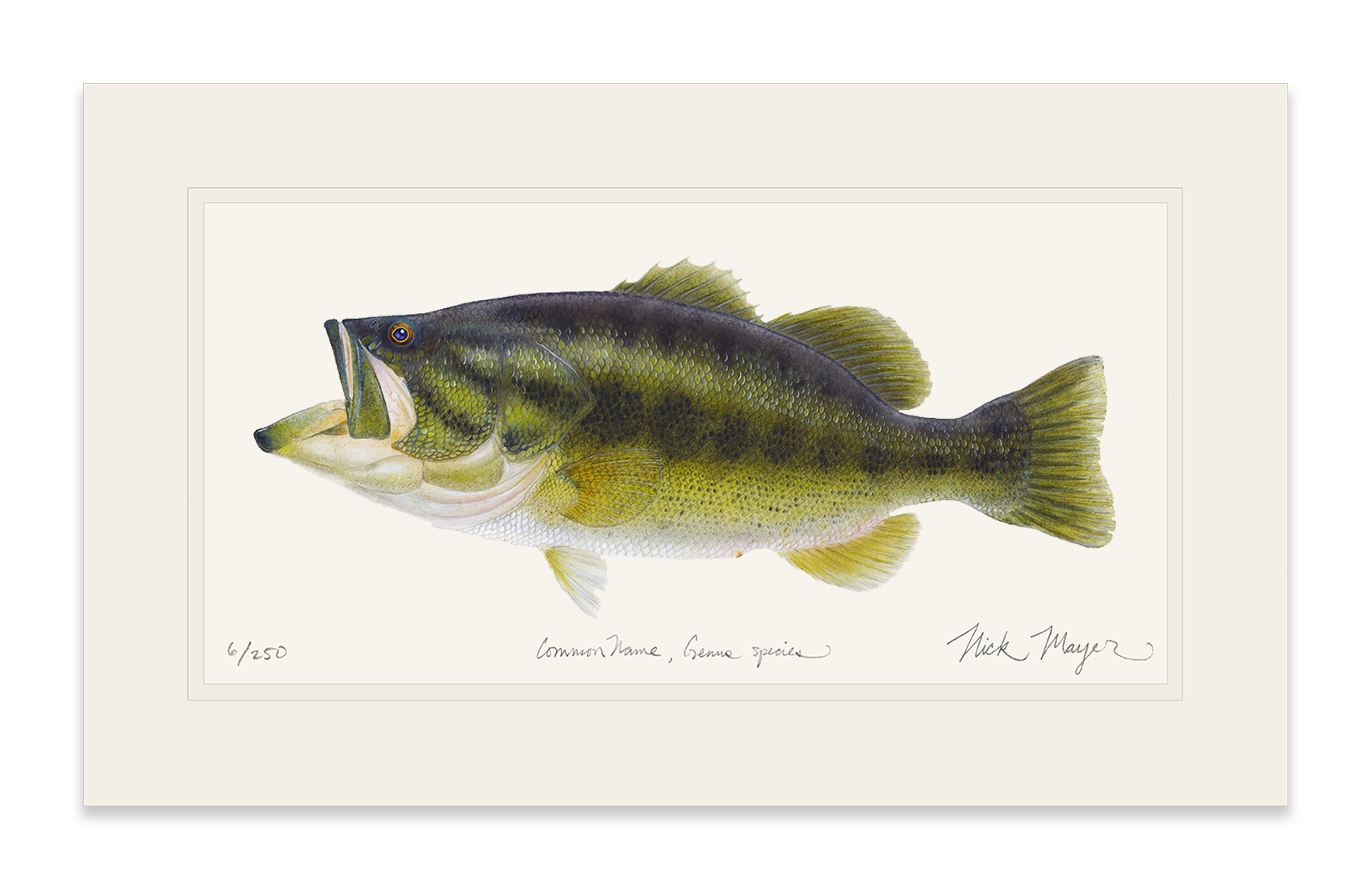 Largemouth Bass I Limited Edition Print