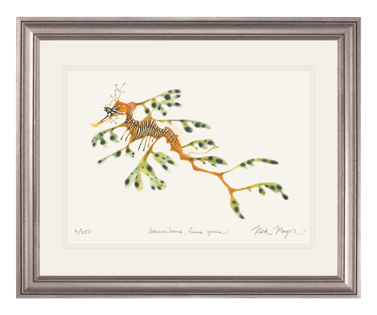 Leafy Seadragon Limited Edition Print