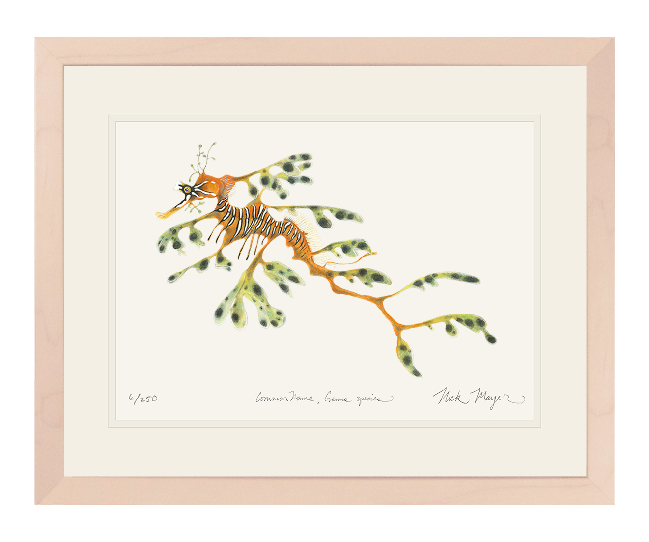 Leafy Seadragon Limited Edition Print