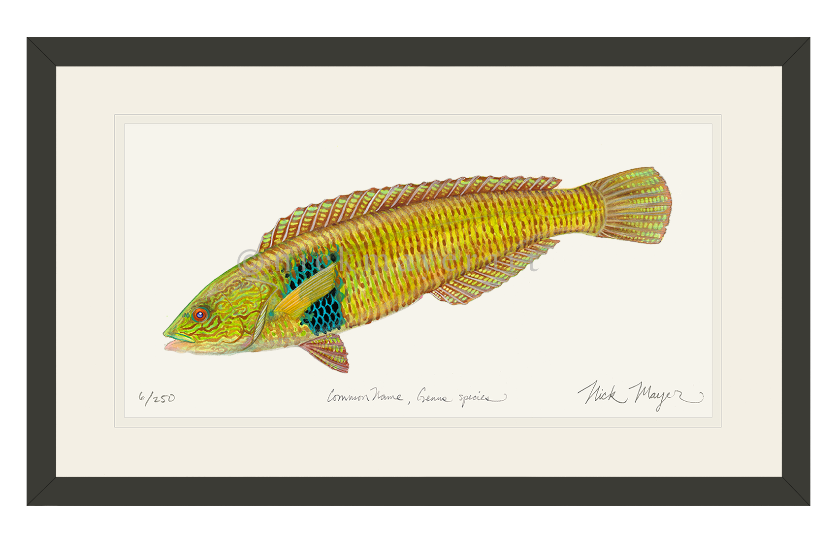 Male Rock Wrasse Limited Edition Print