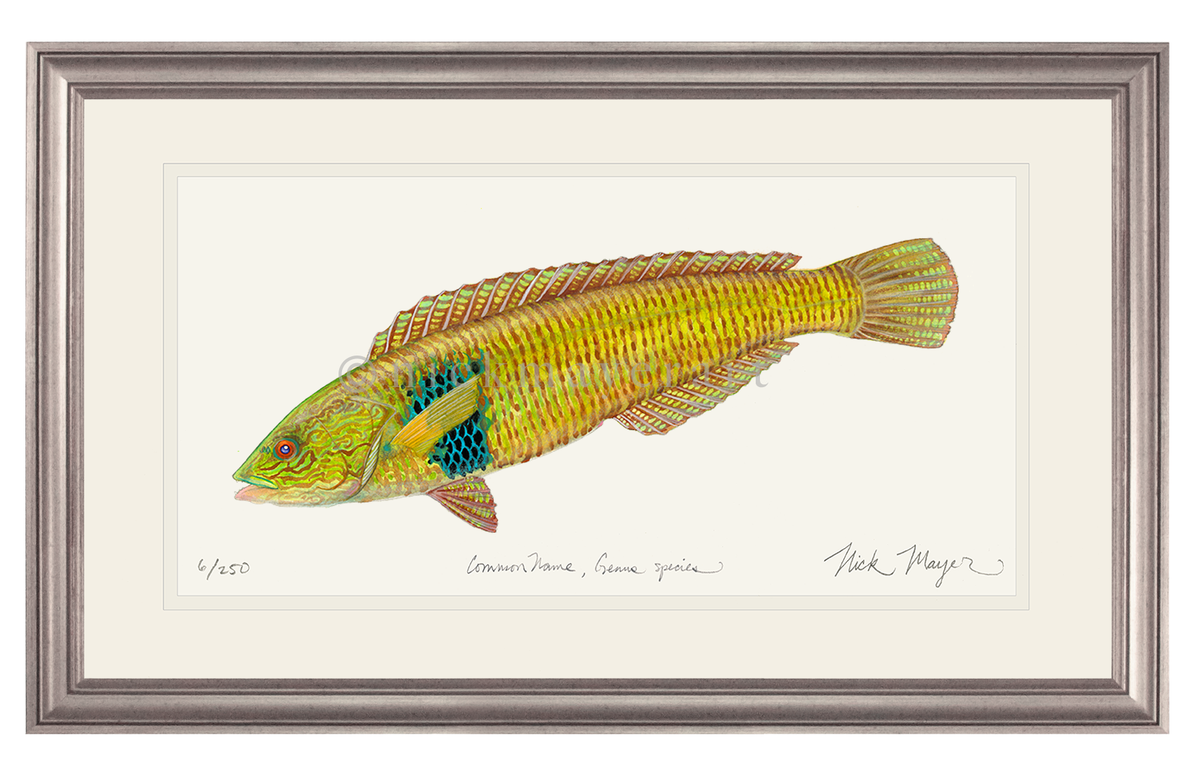 Male Rock Wrasse Limited Edition Print