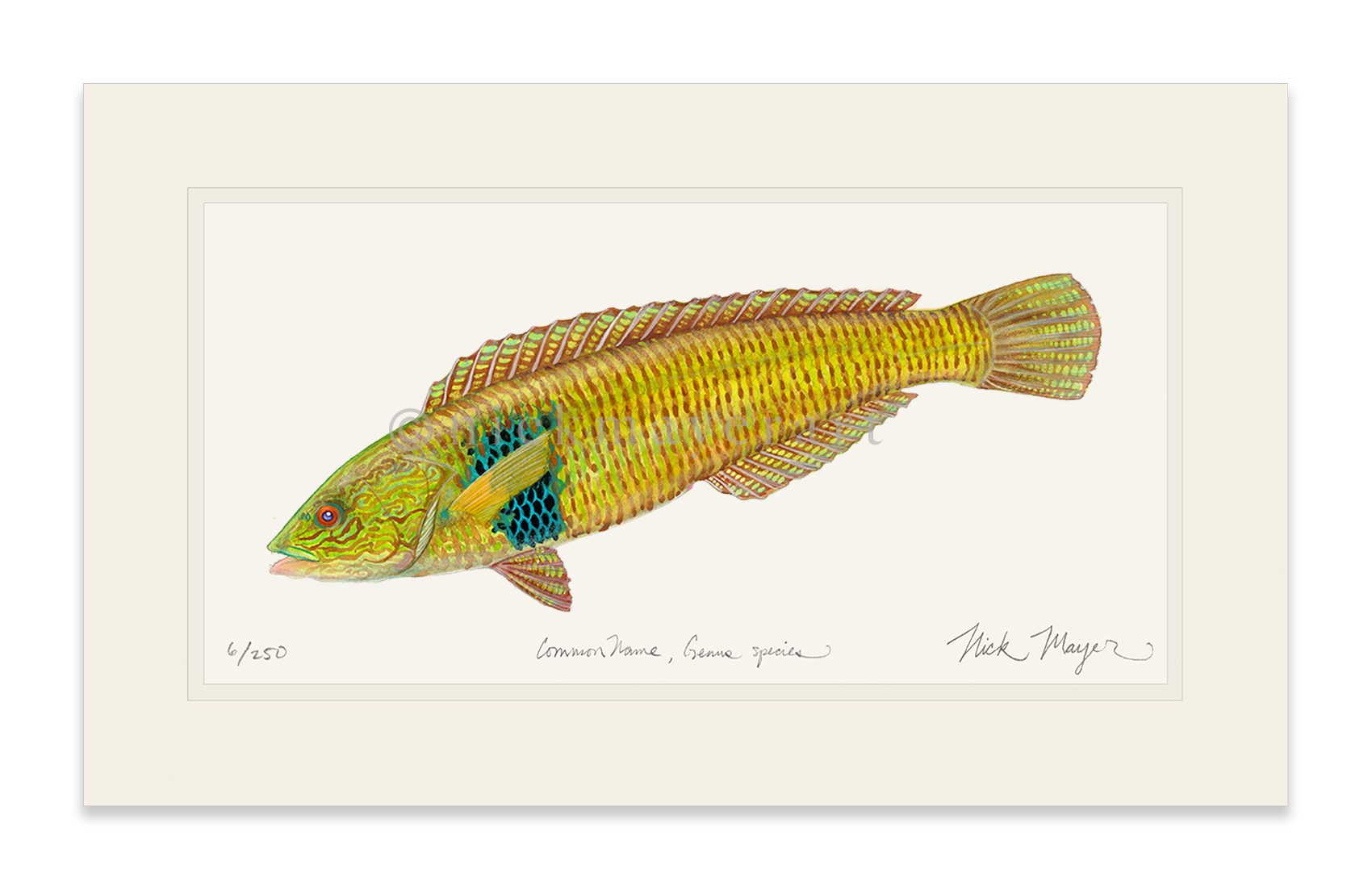 Male Rock Wrasse Limited Edition Print