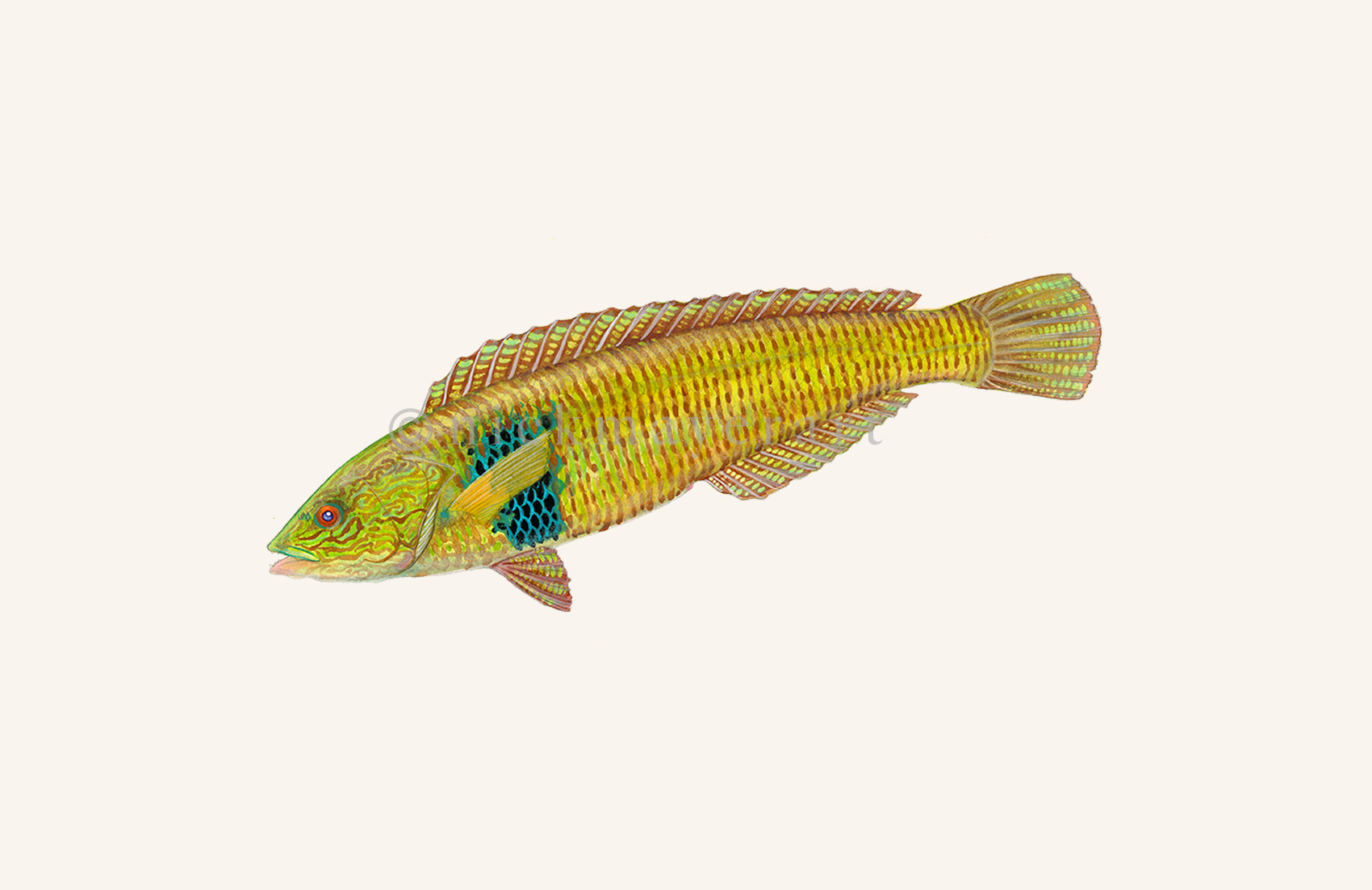 watermark