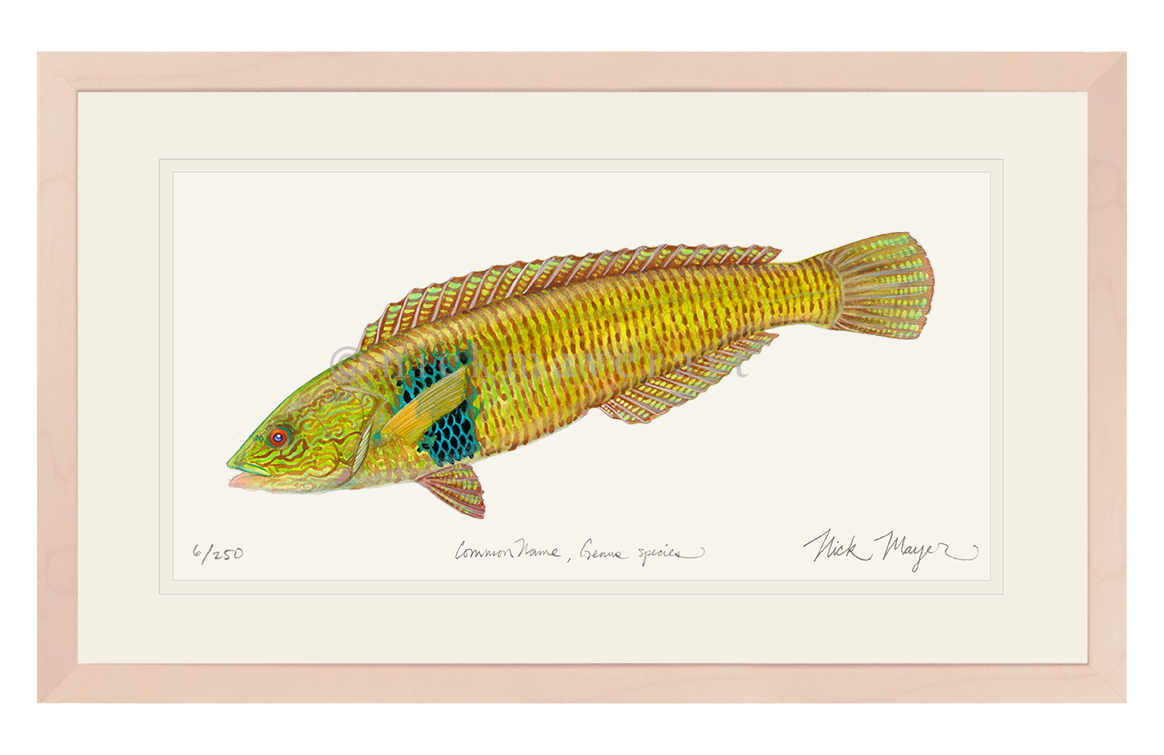 Male Rock Wrasse Limited Edition Print