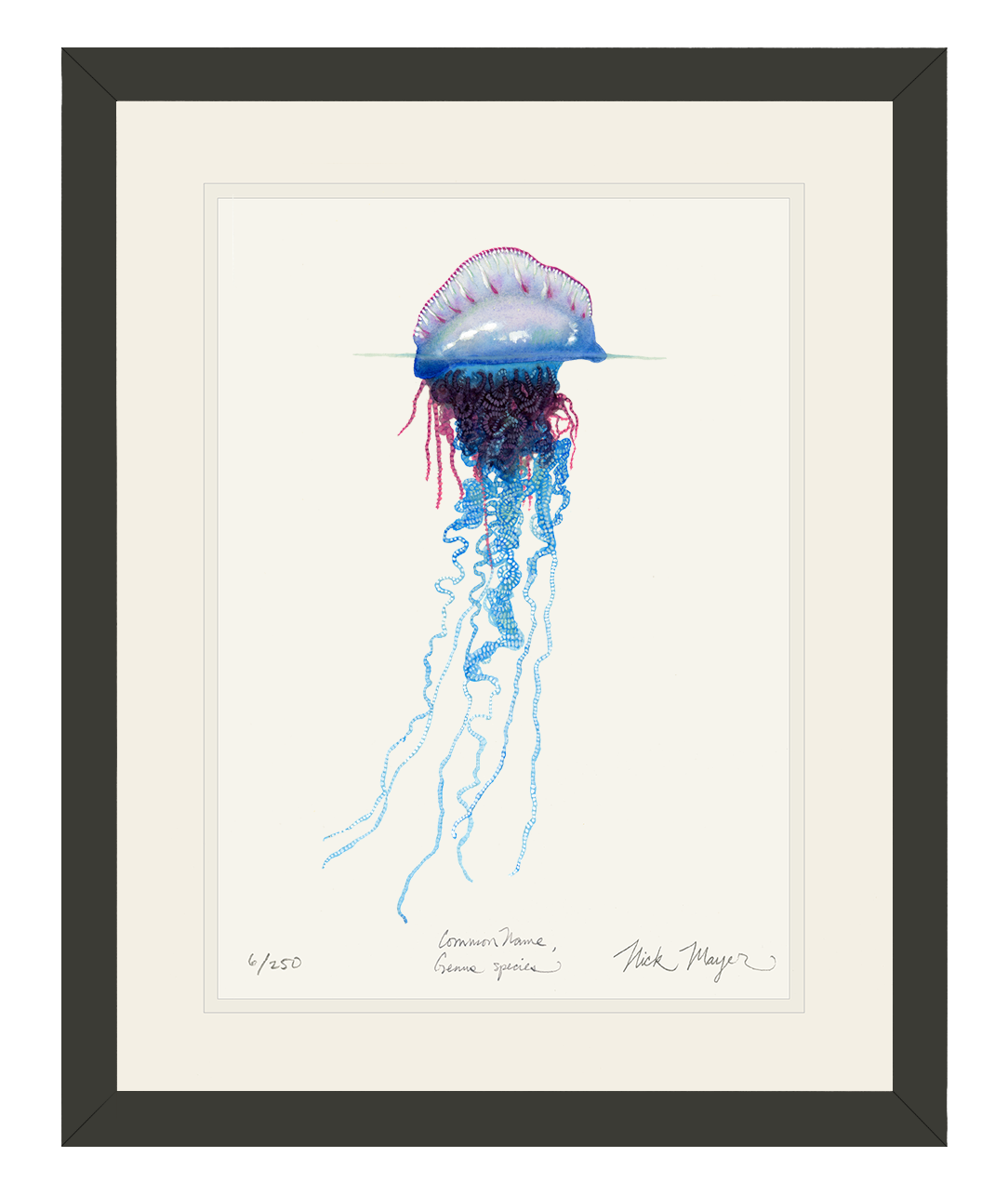 Portuguese Man O' War Limited Edition Print