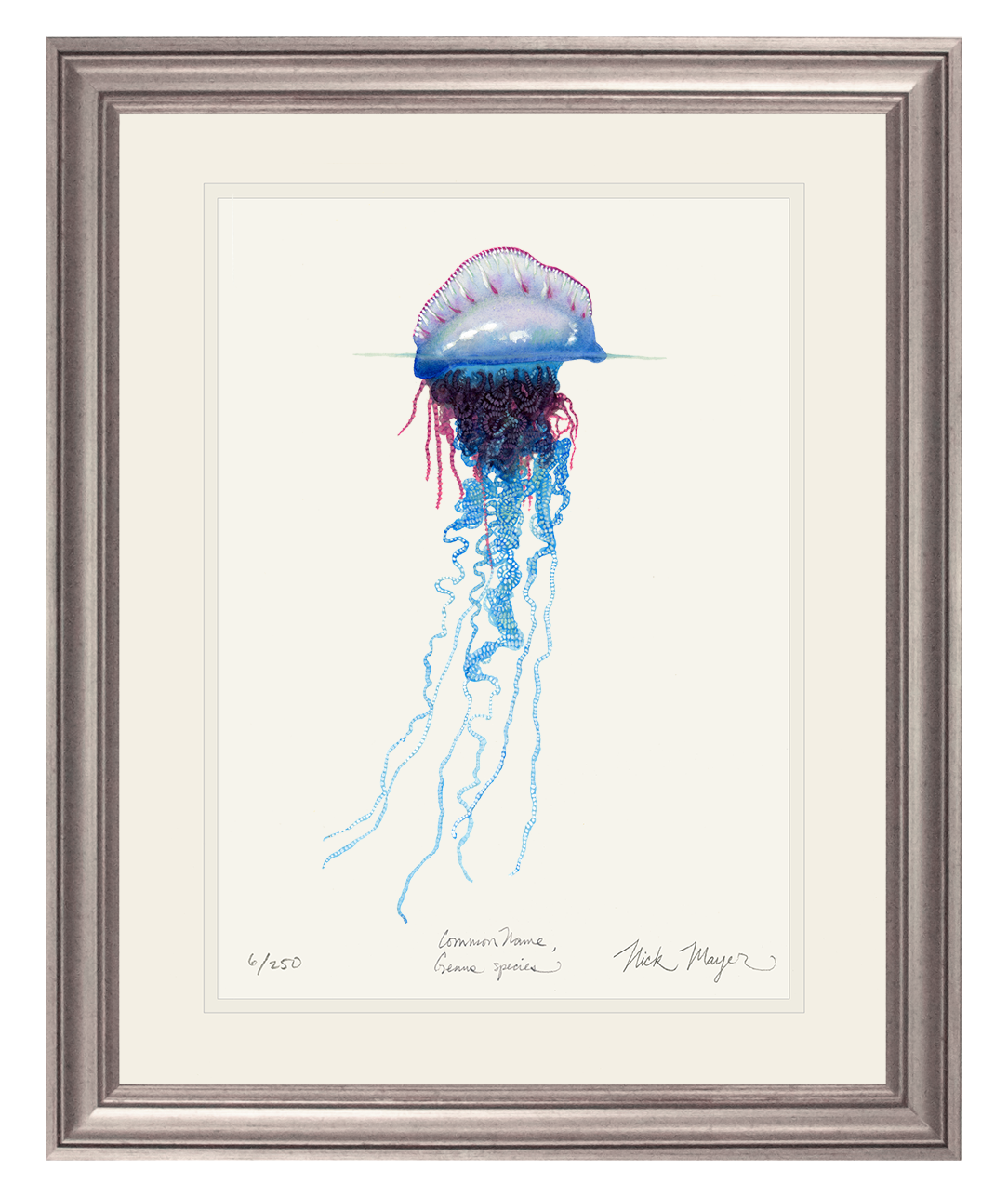 Portuguese Man O' War Limited Edition Print