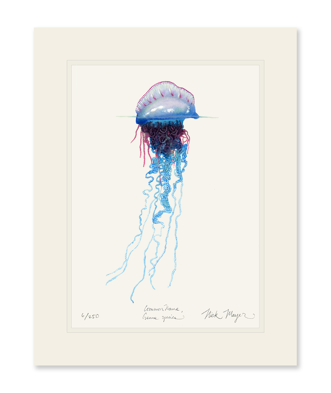 Portuguese Man O' War Limited Edition Print