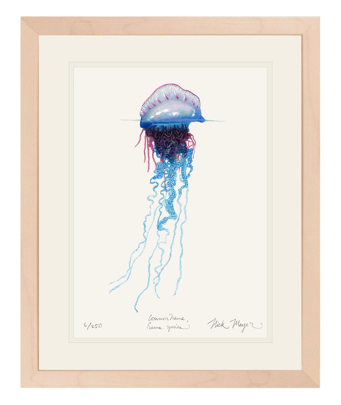 Portuguese Man O' War Limited Edition Print