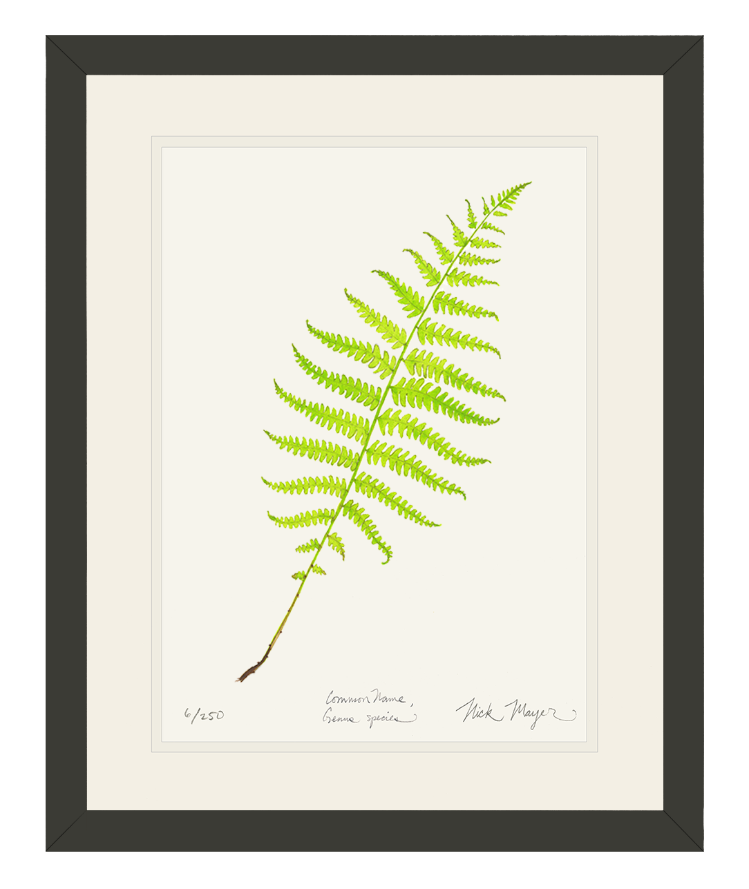 Marsh Fern Limited Edition Print