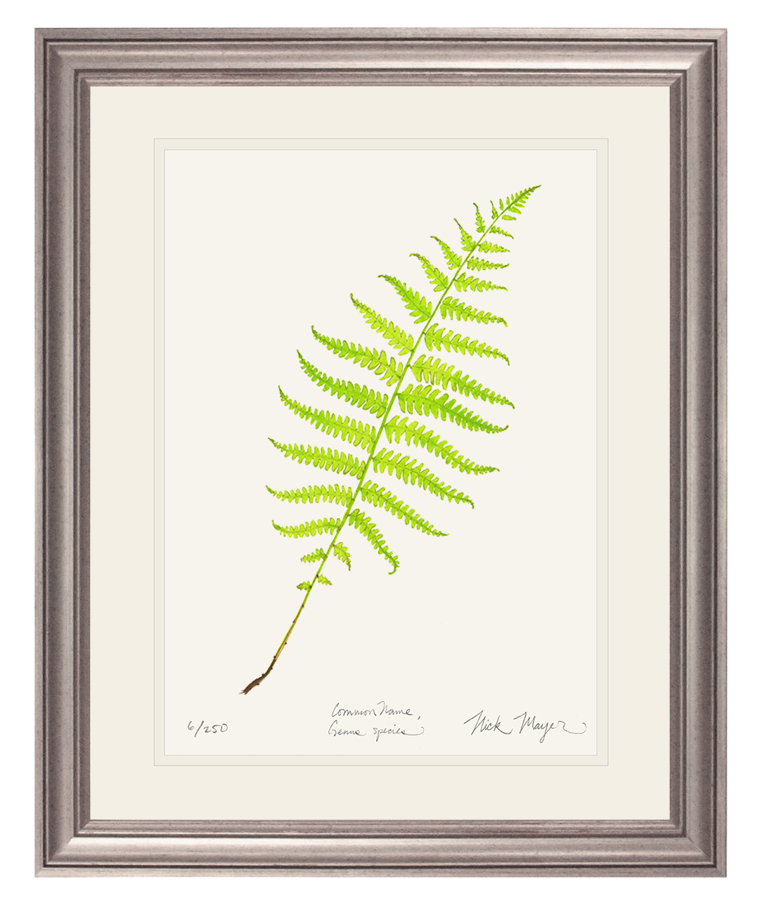 Marsh Fern Limited Edition Print