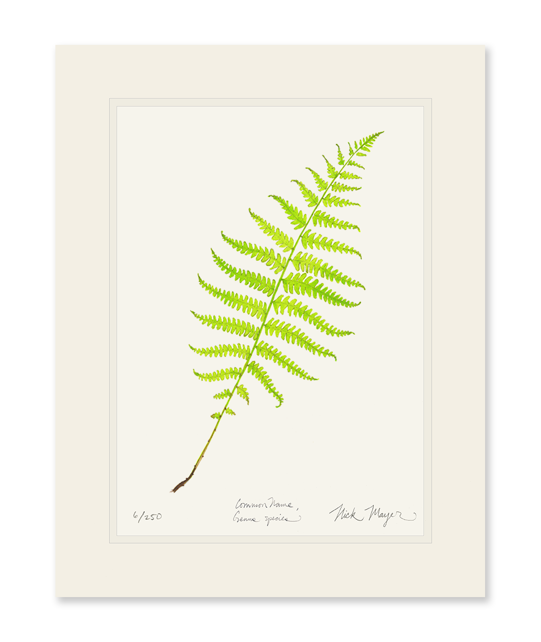 Marsh Fern Limited Edition Print