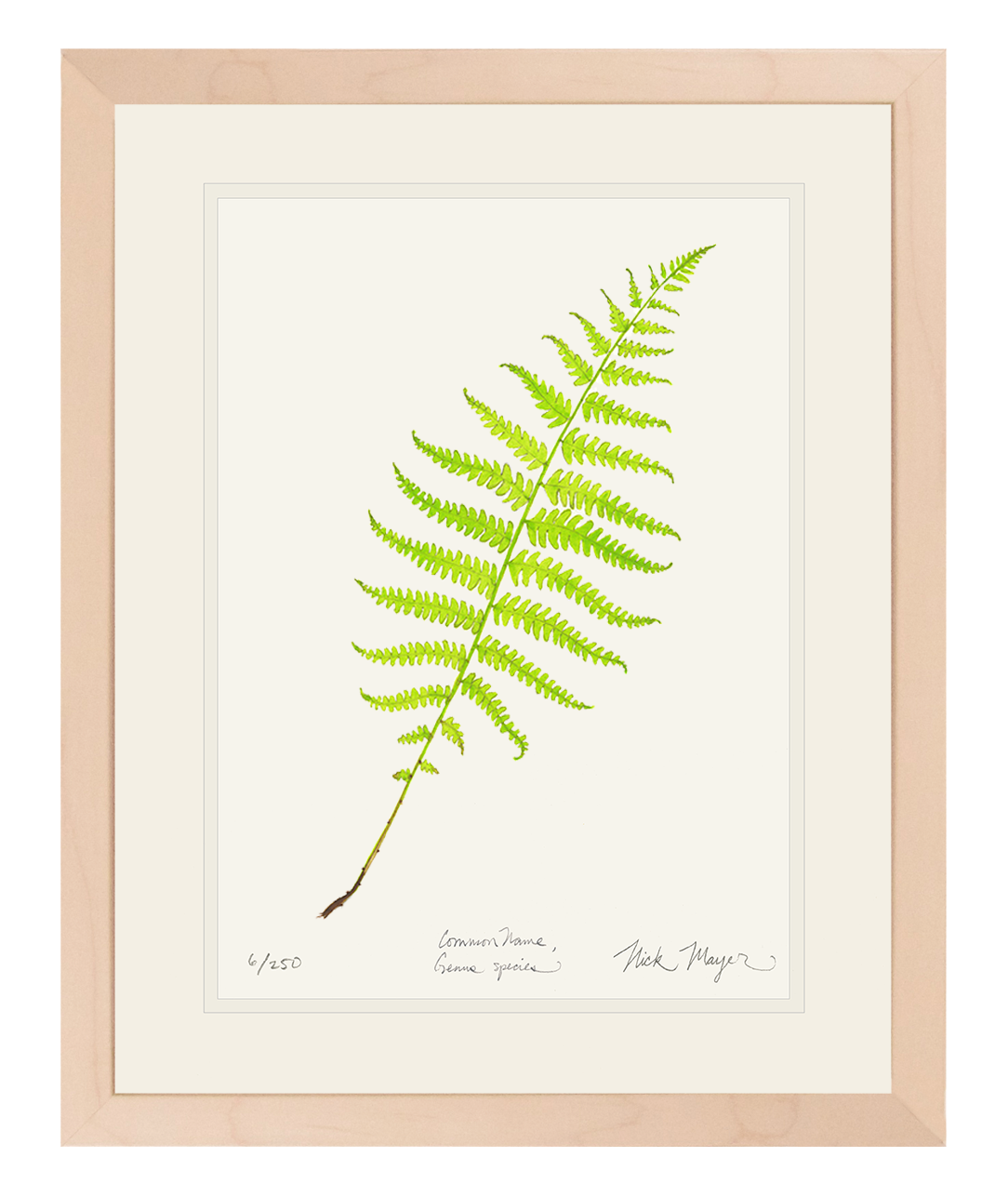 Marsh Fern Limited Edition Print