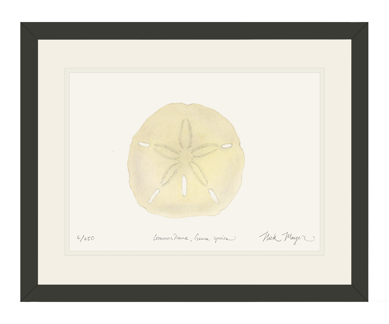 Ivory Sand Dollar I Print