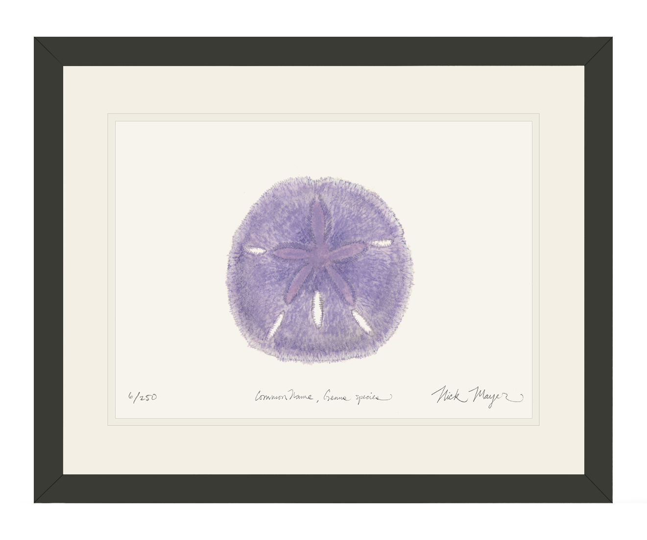 Purple Sand Dollar Print