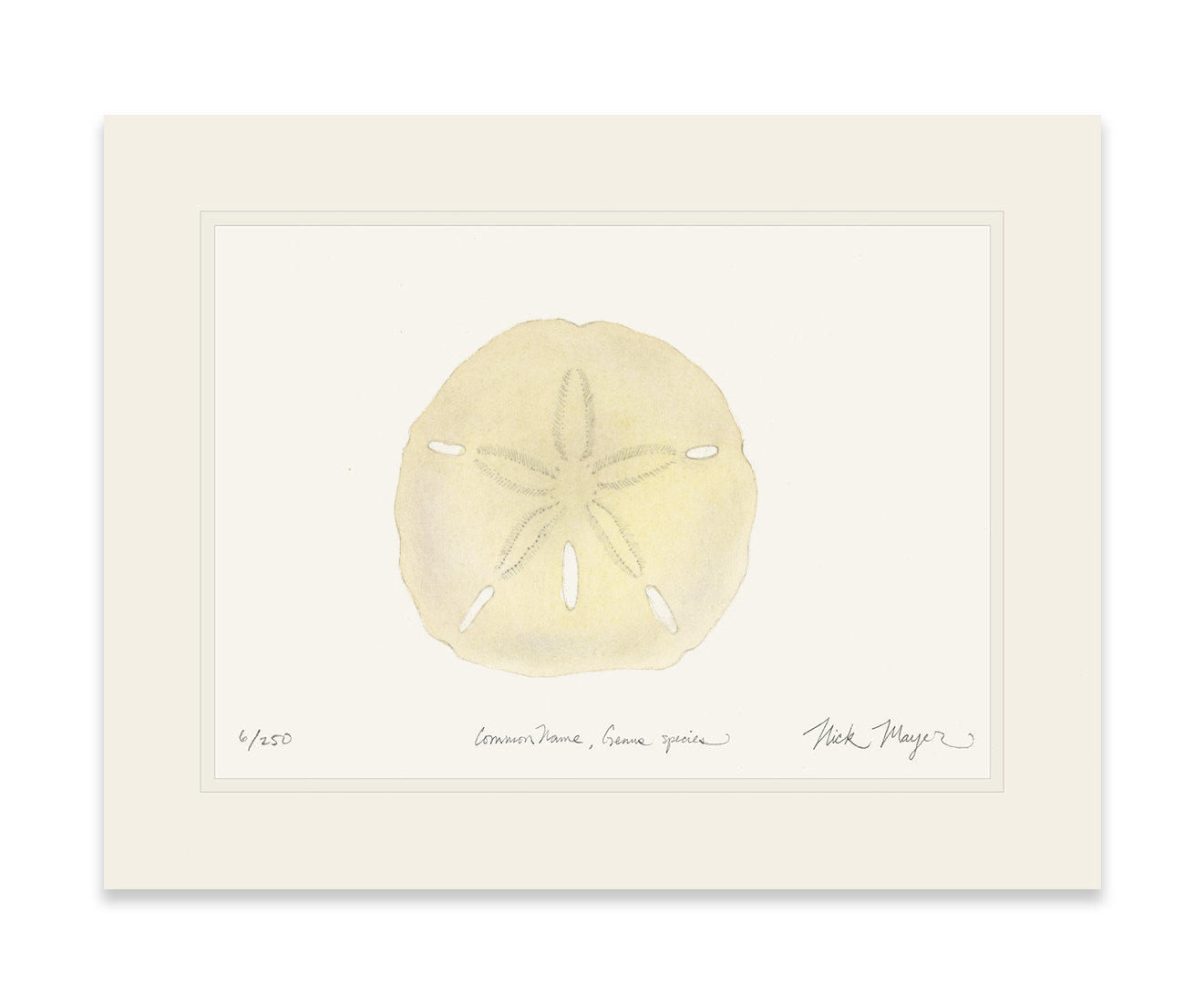 Ivory Sand Dollar I Print